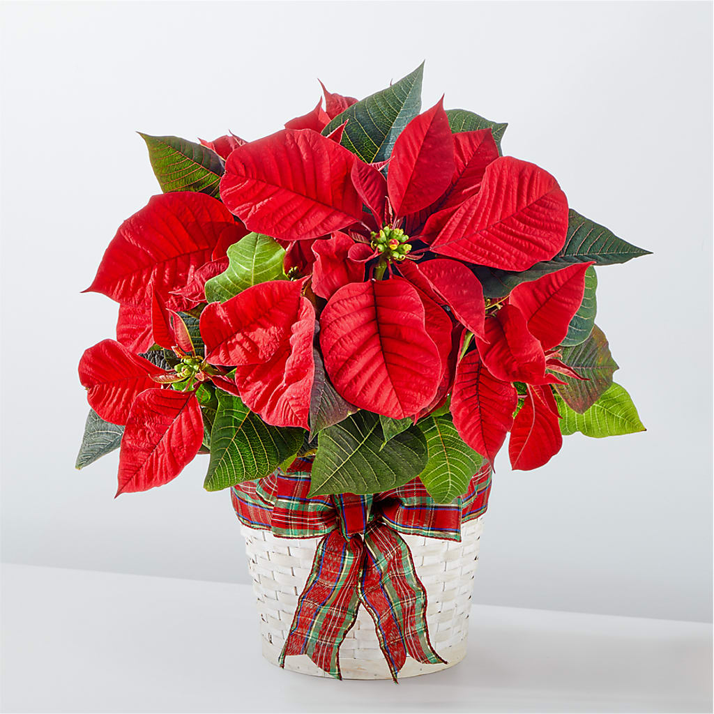 Happiest Holidays Poinsettia – Acacia Flower Shop Inc, Orangeburg SC