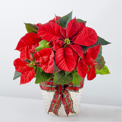Happiest Holidays Poinsettia –  Acacia Flower Shop Inc, Orangeburg SC