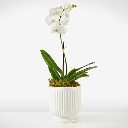 Orchidée Blanche Chuchotante