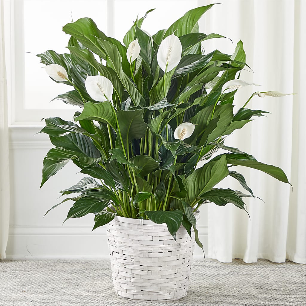 acacia lily flower A New Leaf Peace Lily – white flower arrangement | Orangeburg, SC