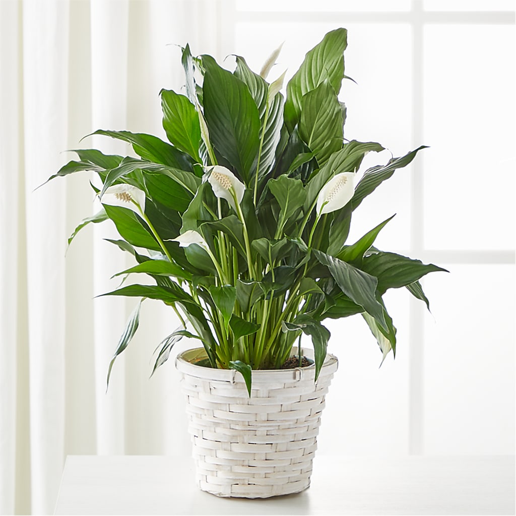 A New Leaf Peace Lily –  Acacia Flower Shop Inc, Orangeburg SC
